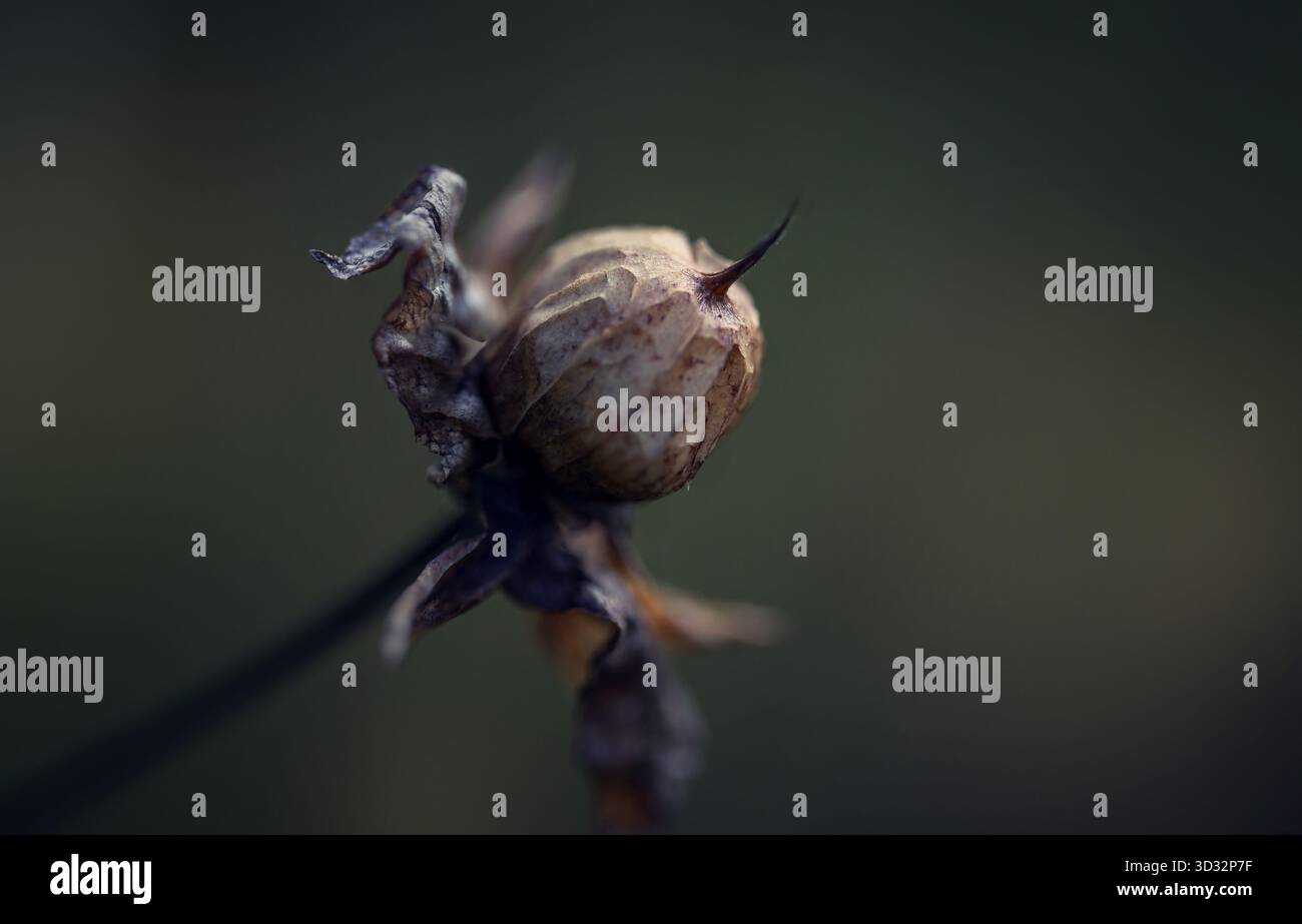 Capsule de graines séchées de l'aspersion (Calystegia), dans le jardin une mauvaise herbe problématique qui peut grimper sur d'autres plantes et est difficile à enlever, brun foncé Banque D'Images