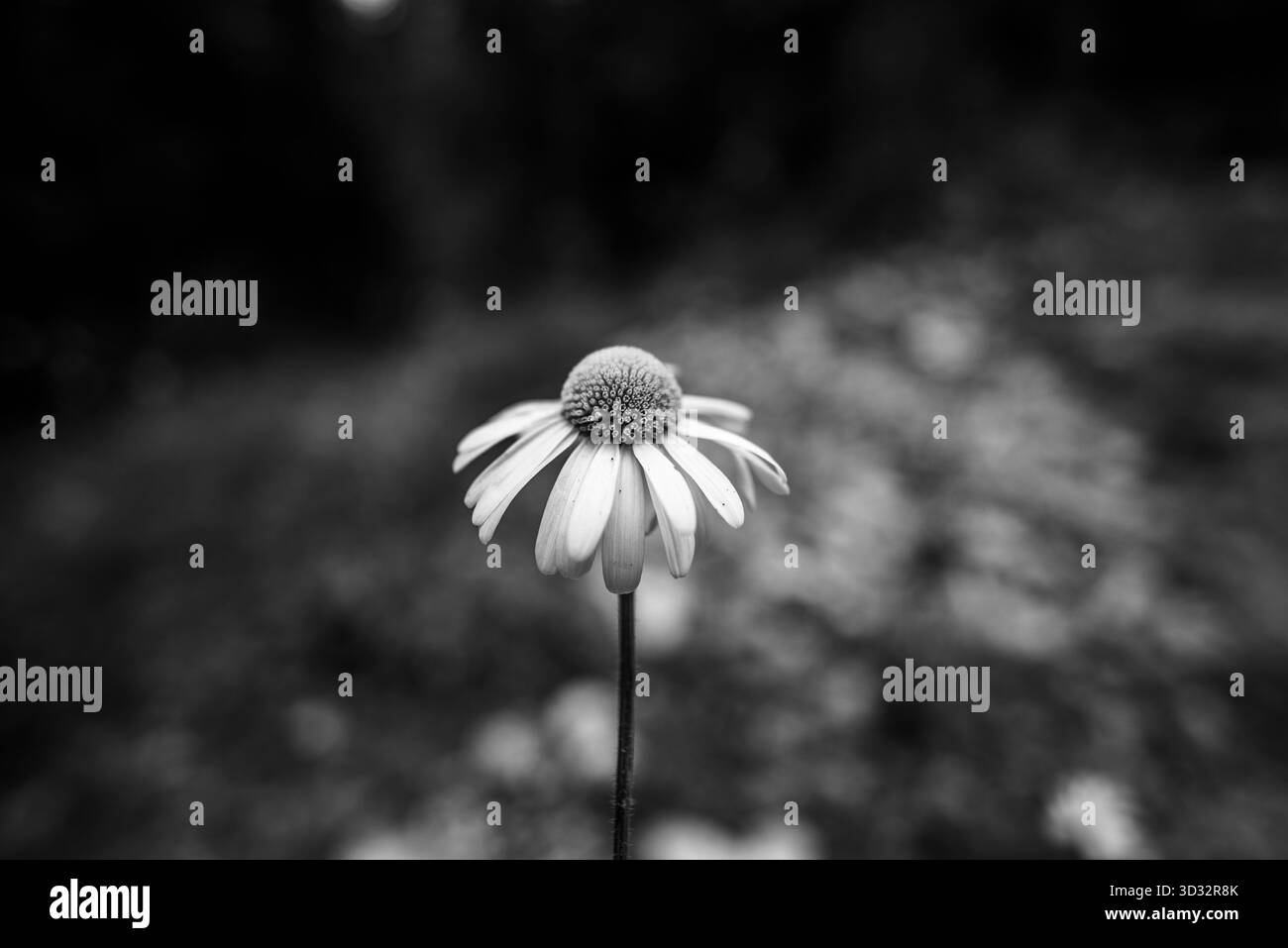 Macro noir et blanc d'une seule Marguerite sur le plateau d'Asiago, Italie. Composition minimaliste mettant en valeur la texture, le contraste et la simplicité naturelle. Banque D'Images