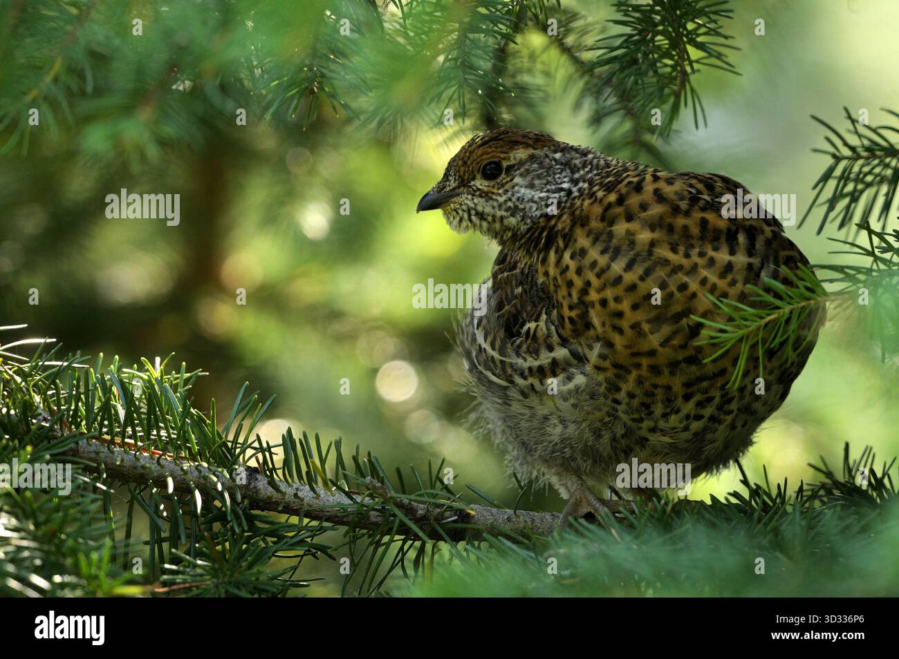 Tétras juvénile de l'épinette (Canachites canadensis) chez une épinette d'Engelmann. Forêt nationale de Kootenai dans les montagnes Purcell, au nord-ouest du Montana. Banque D'Images