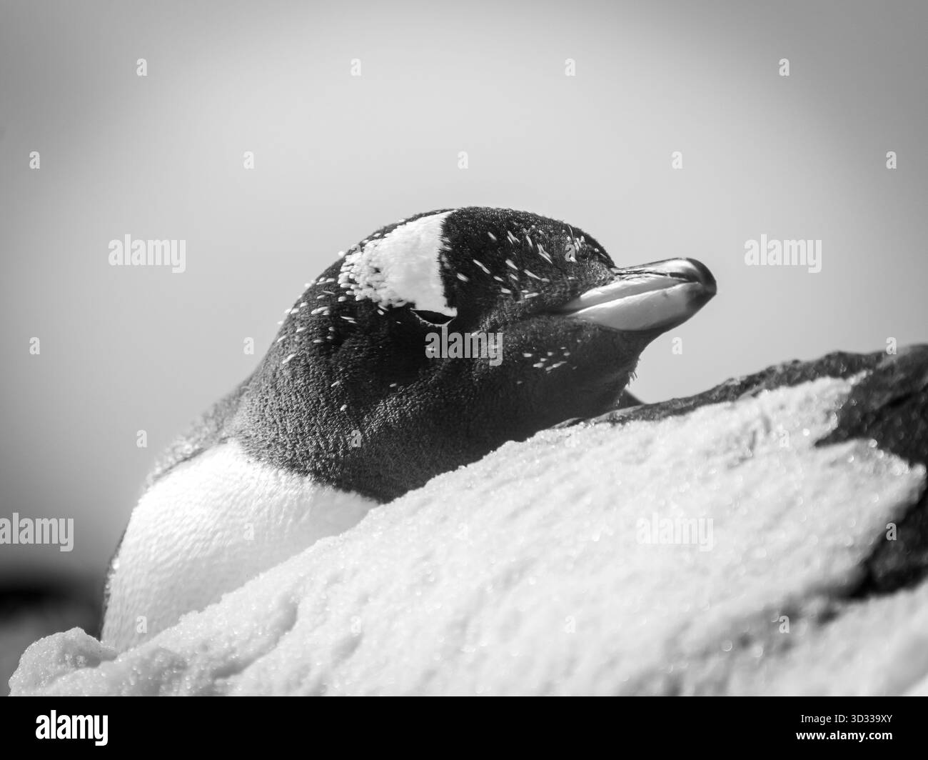 Baie d'Elsehul, Géorgie du Sud, territoire britannique d'outre-mer de Géorgie du Sud et îles Sandwich du Sud, région Antarctique Banque D'Images