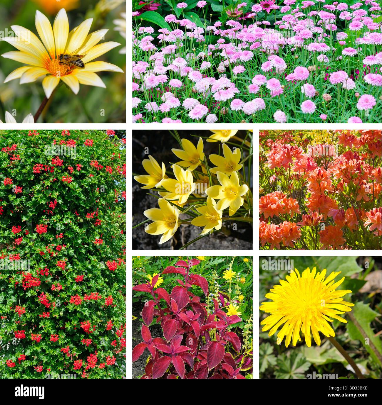 Un collage vibrant et multi-panneaux présente une collection variée de fleurs et de feuillages colorés de jardin, y compris des fleurs roses, jaunes, rouges et orangées. Banque D'Images