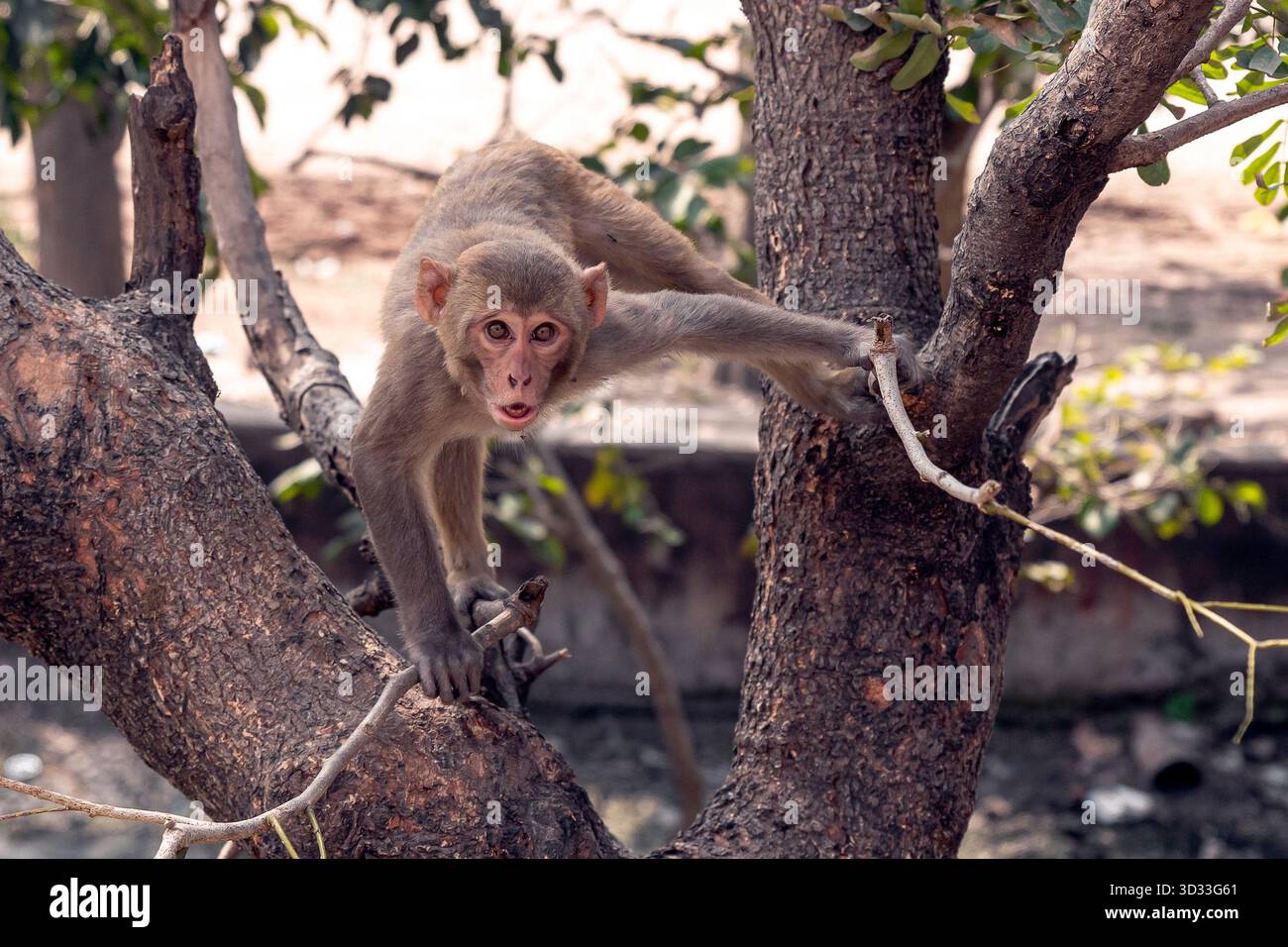 Curieux bébé singe grimpant une branche d'arbre dans le moment naturel de la faune Banque D'Images