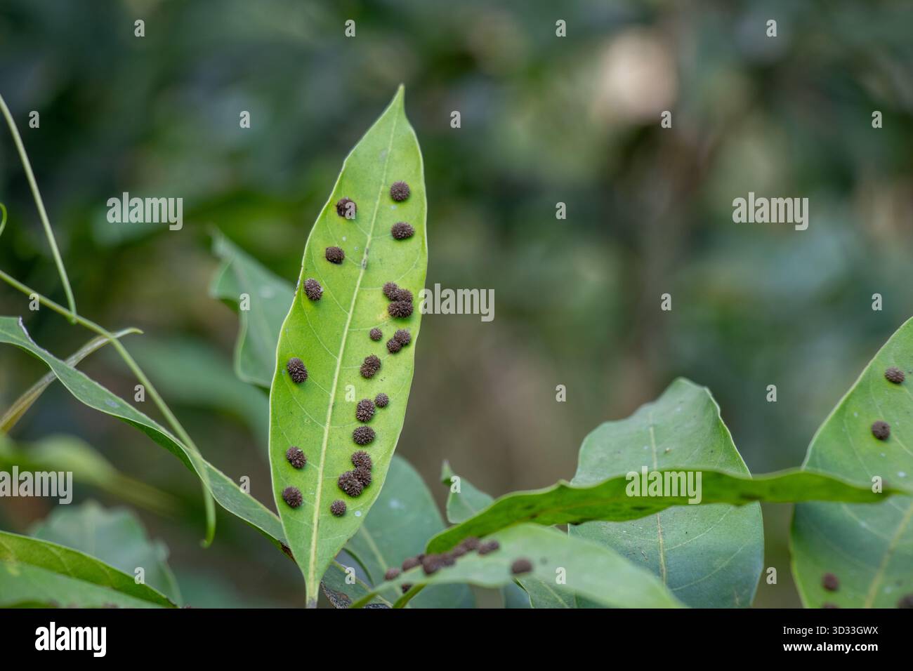 Feuilles vert vif taches surélevées brun foncé. Les taches sont groupées et semblent floues ou monticules comme une maladie de plante ou une galle d'insecte plutôt qu'un natu Banque D'Images