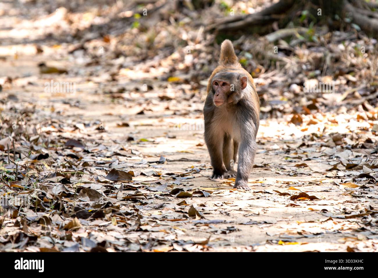Singe marchant à travers le plancher forestier feuillu dans l'habitat naturel, Portrait d'animal solitaire Banque D'Images