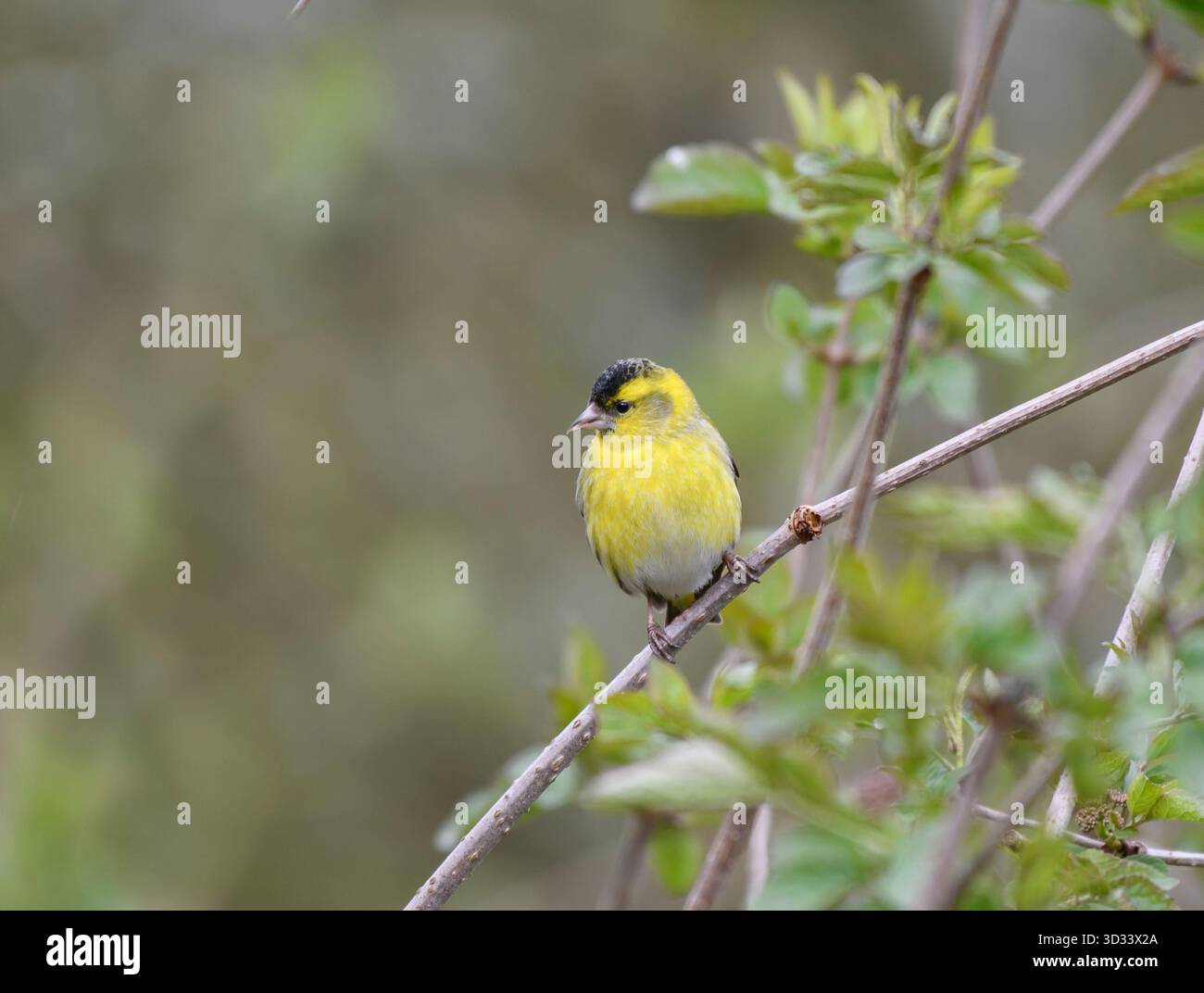 Siskin eurasien Carduelis spinus, mâle perché dans un arbre aîné, Tyne et Wear, Angleterre, Royaume-Uni, mars. Banque D'Images