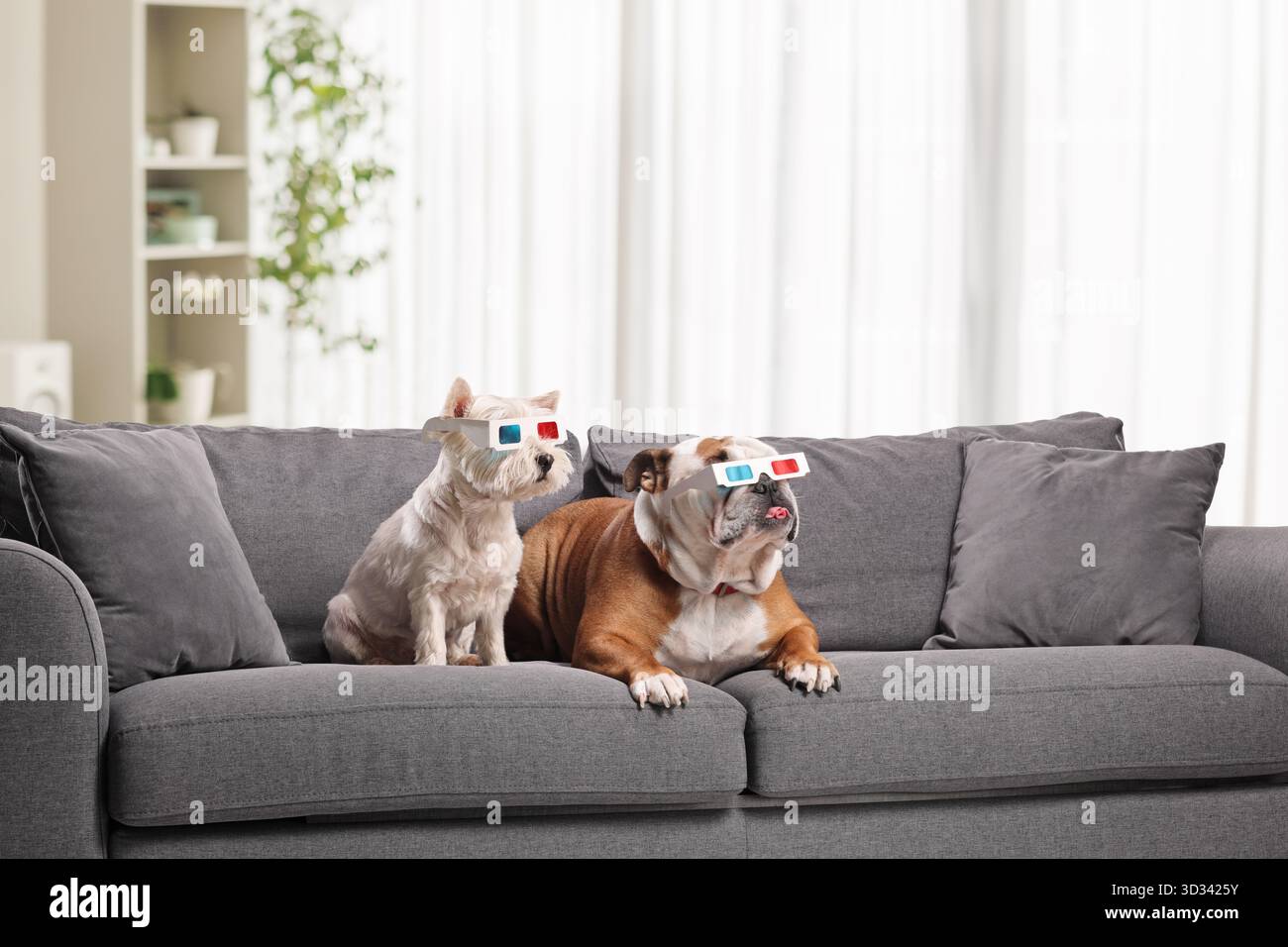 Bouledogue anglais et chien terrier westie avec des lunettes de cinéma 3d assis sur un canapé Banque D'Images