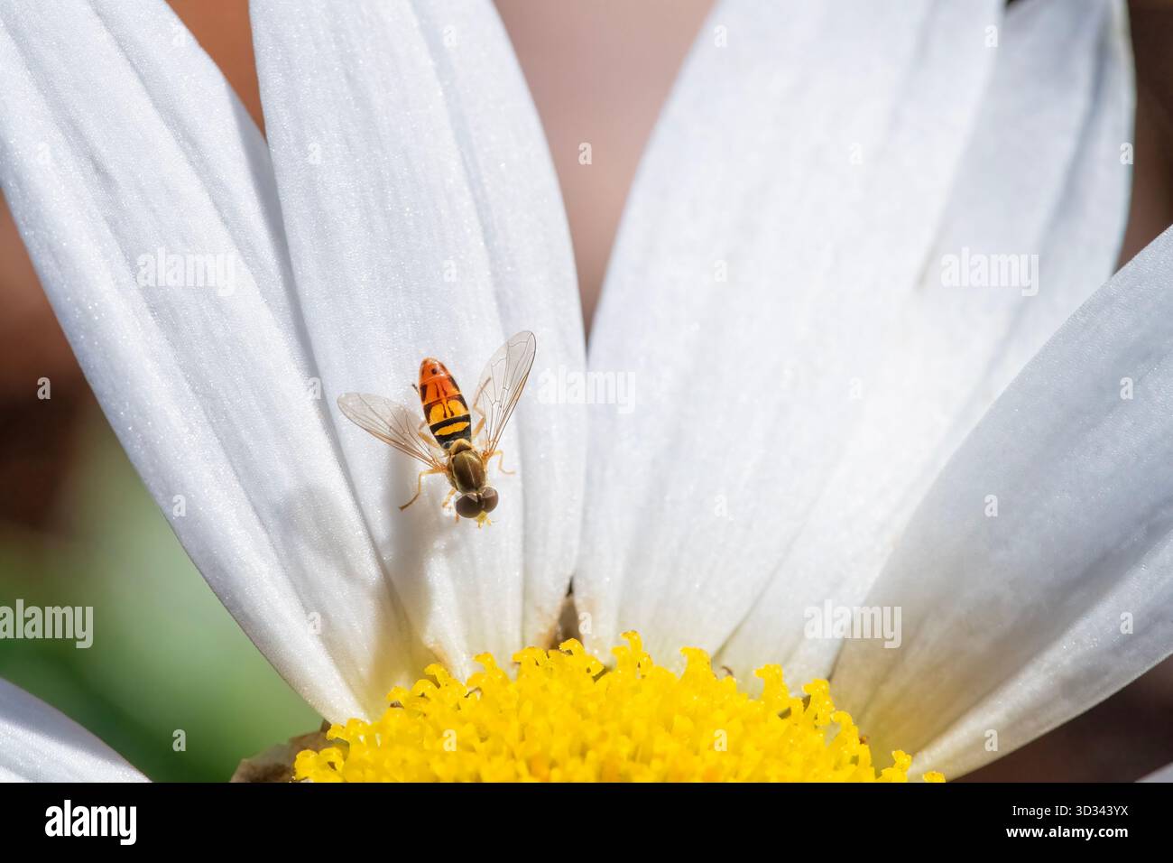 Small Sweat Bee visite une Daisy Bloom Banque D'Images