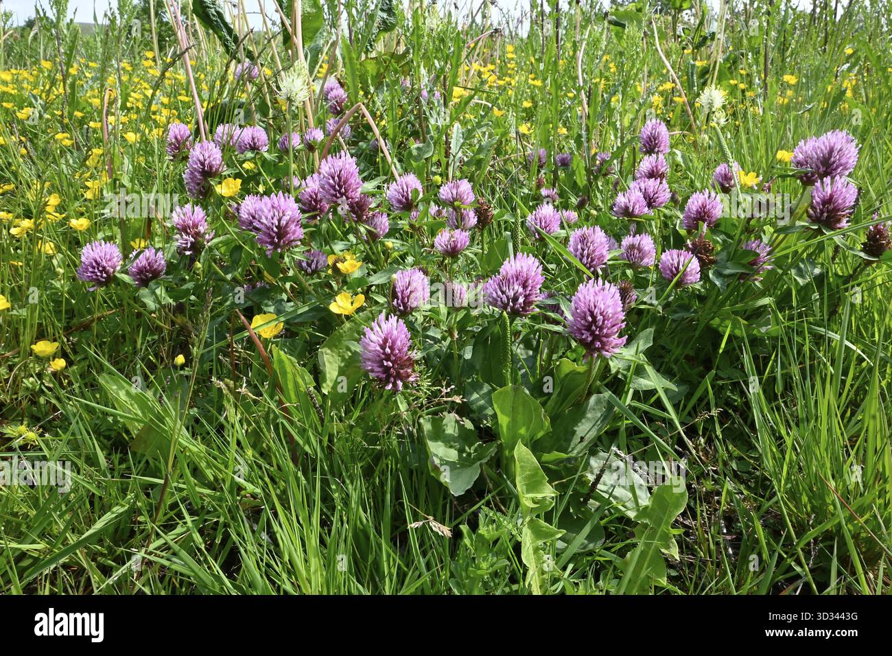 Le trèfle rouge (Trifolium pratense) Banque D'Images