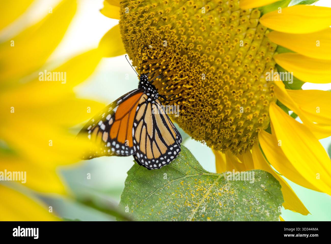 Tournesols et papillon monarque Banque D'Images