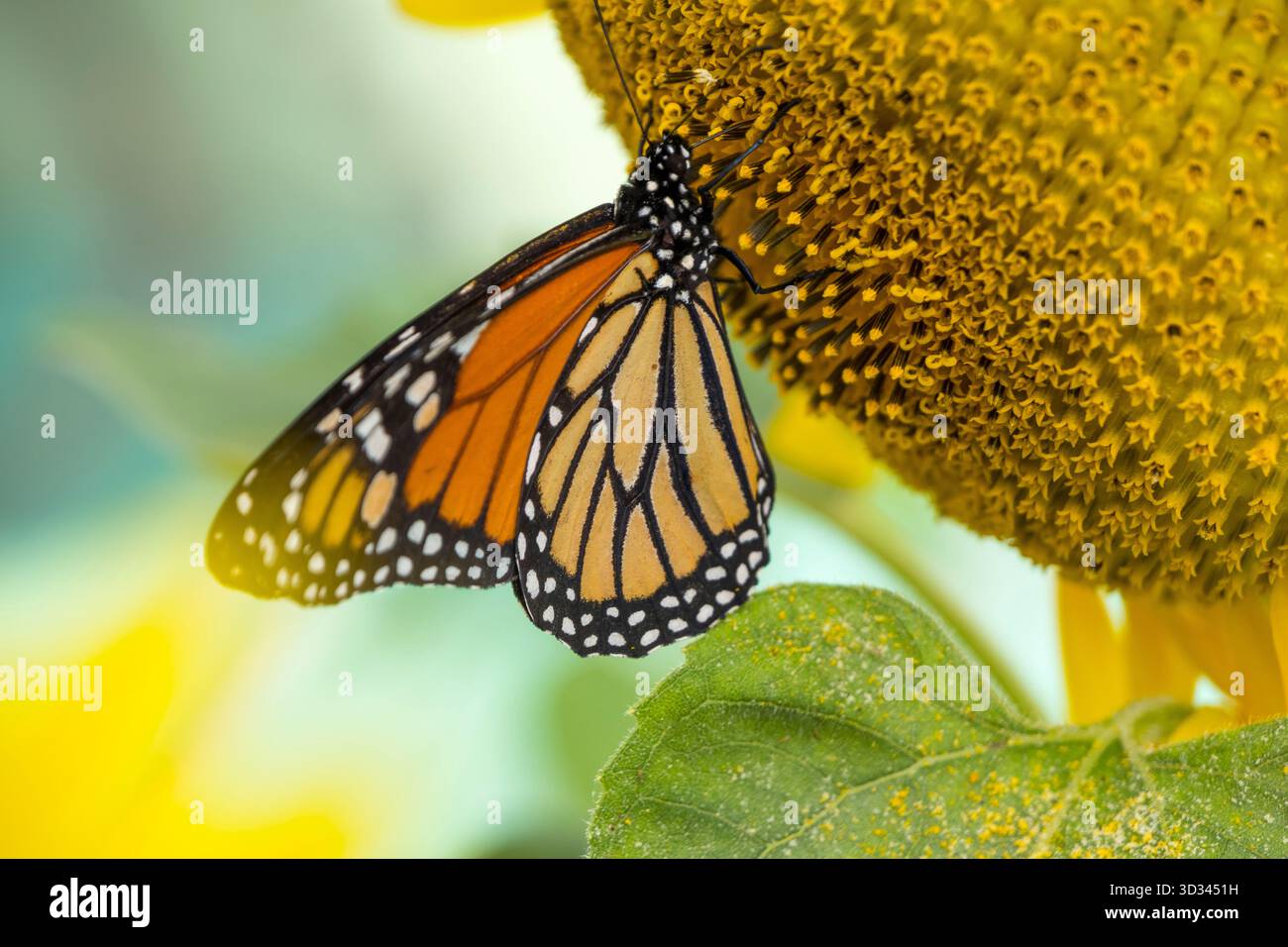 Papillon monarque sirotant un tournesol Banque D'Images