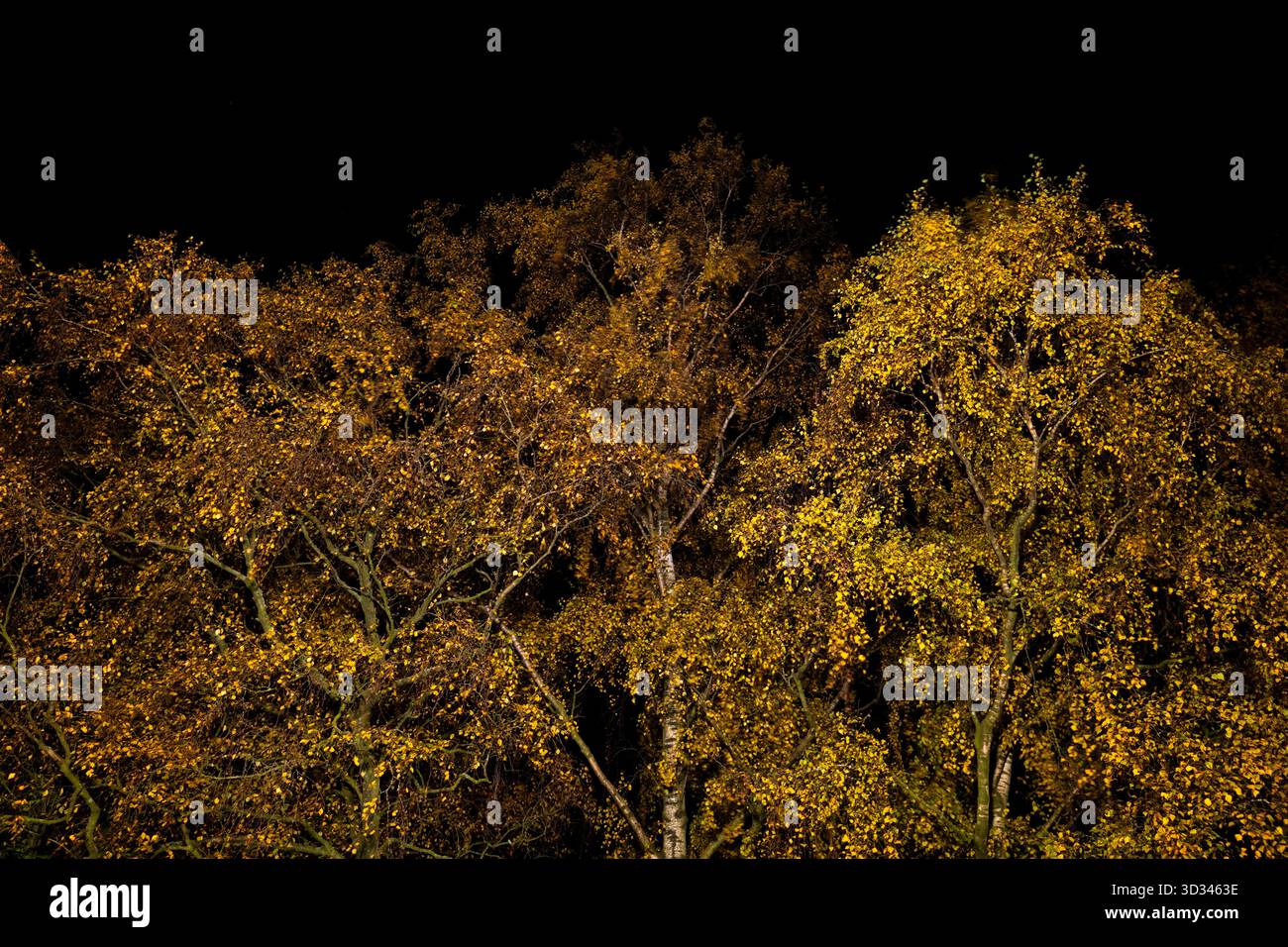 Bouleau argenté en automne, illuminé la nuit avec un éclairage LED. Banque D'Images