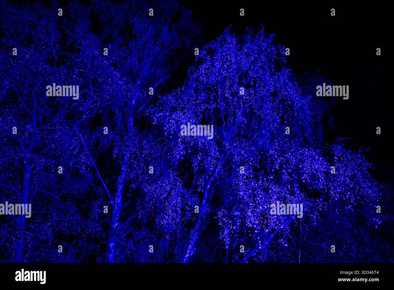 Arbres illuminés la nuit avec un éclairage LED coloré. Bouleau argenté en automne avec un éclairage bleu/violet étrange. Banque D'Images