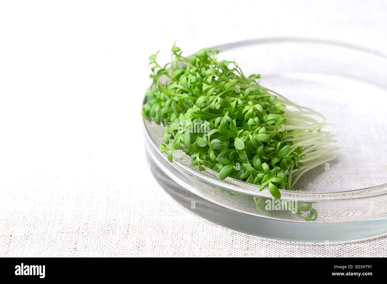 Cresson de jardin frais, pousses dans un bol en verre plat sur le linge, vue de face en gros plan. Aussi appelé cresson, poivrée ou poivrée. Semis verts. Banque D'Images