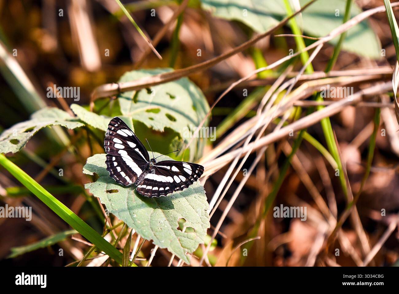 Papillon noir et blanc reposant sur Green Leaf dans un champ d'herbe sèche Banque D'Images
