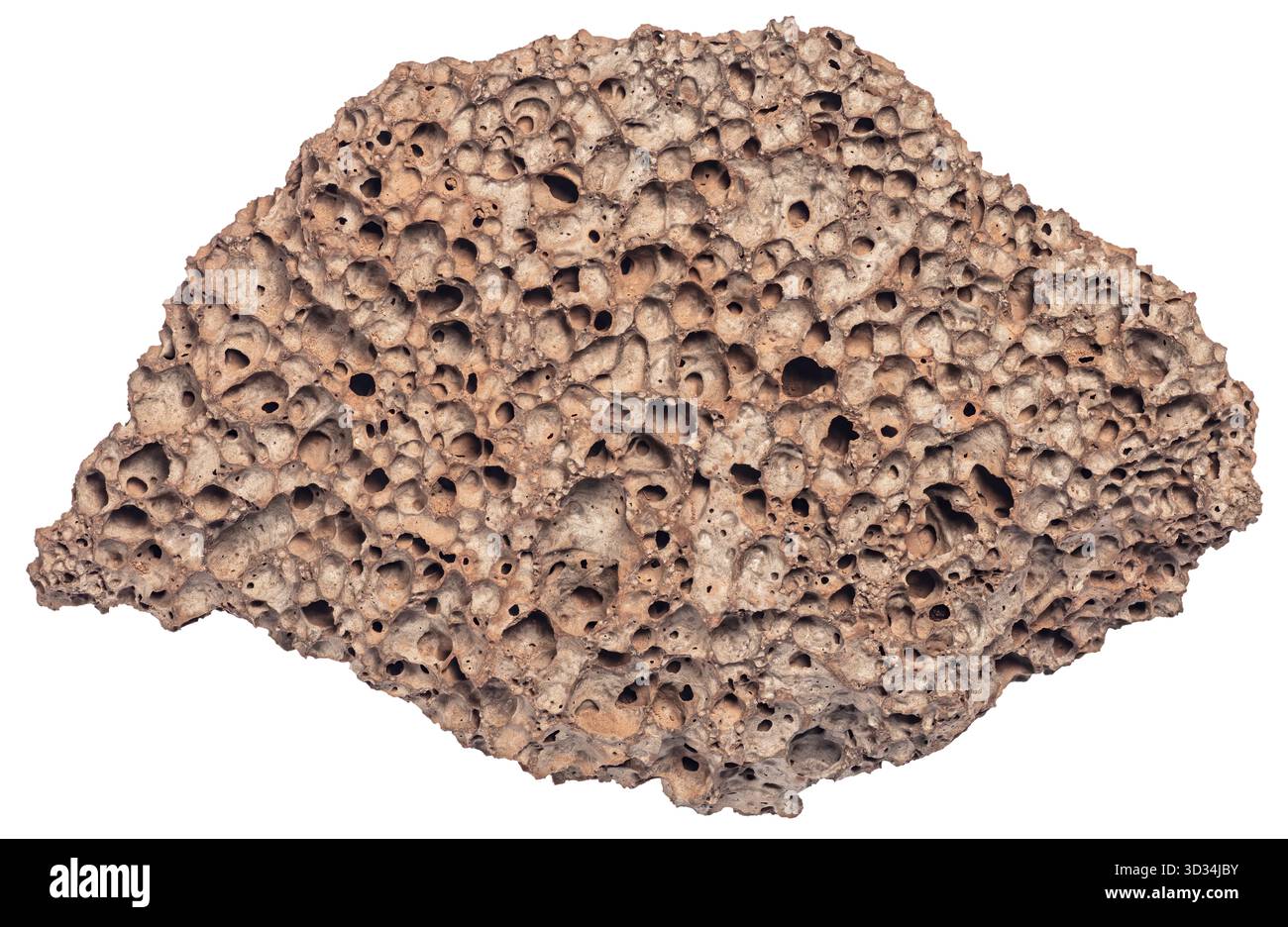 Un fragment altéré de tuf volcanique de la région de Greer en Arizona révèle une texture spongieuse criblée de vésicules ou de cavités gazeuses. Banque D'Images