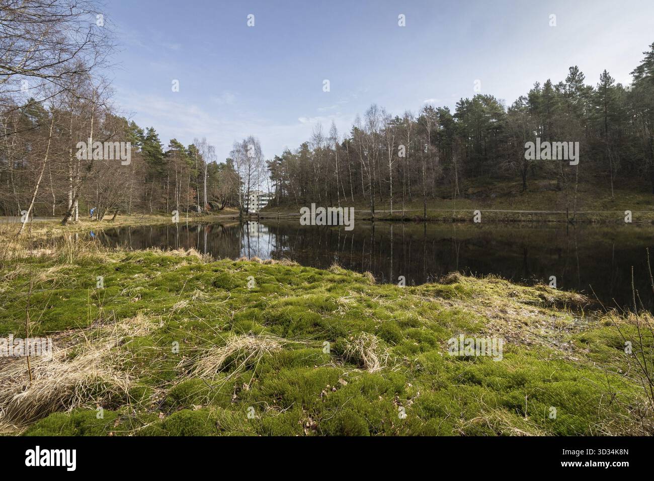 Svarttjern est un étang de Baneheia à Kristiansand, Norvège. Au printemps il est rempli de grenouilles, crapauds et salamandres Banque D'Images