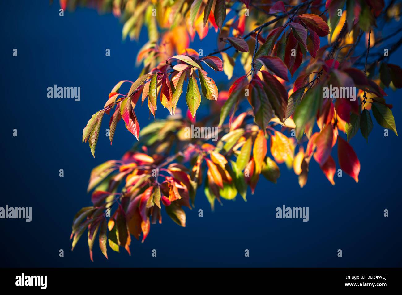 Feuilles de cerisier en automne au Tidal Basin Washington DC // WASHINGTON DC — les feuilles de cerisier affichent des couleurs d'automne vibrantes, y compris des nuances de rouge, orange et jaune, au Tidal Basin. Ces arbres, célèbres pour leurs fleurs printanières, offrent également un feuillage automnal pittoresque. Le Tidal Basin est un réservoir artificiel situé à Washington DC, dans le West Potomac Park. C'est un point de repère important, renommé pour son anneau de cerisiers et le festival annuel national des cerisiers en fleurs. Banque D'Images