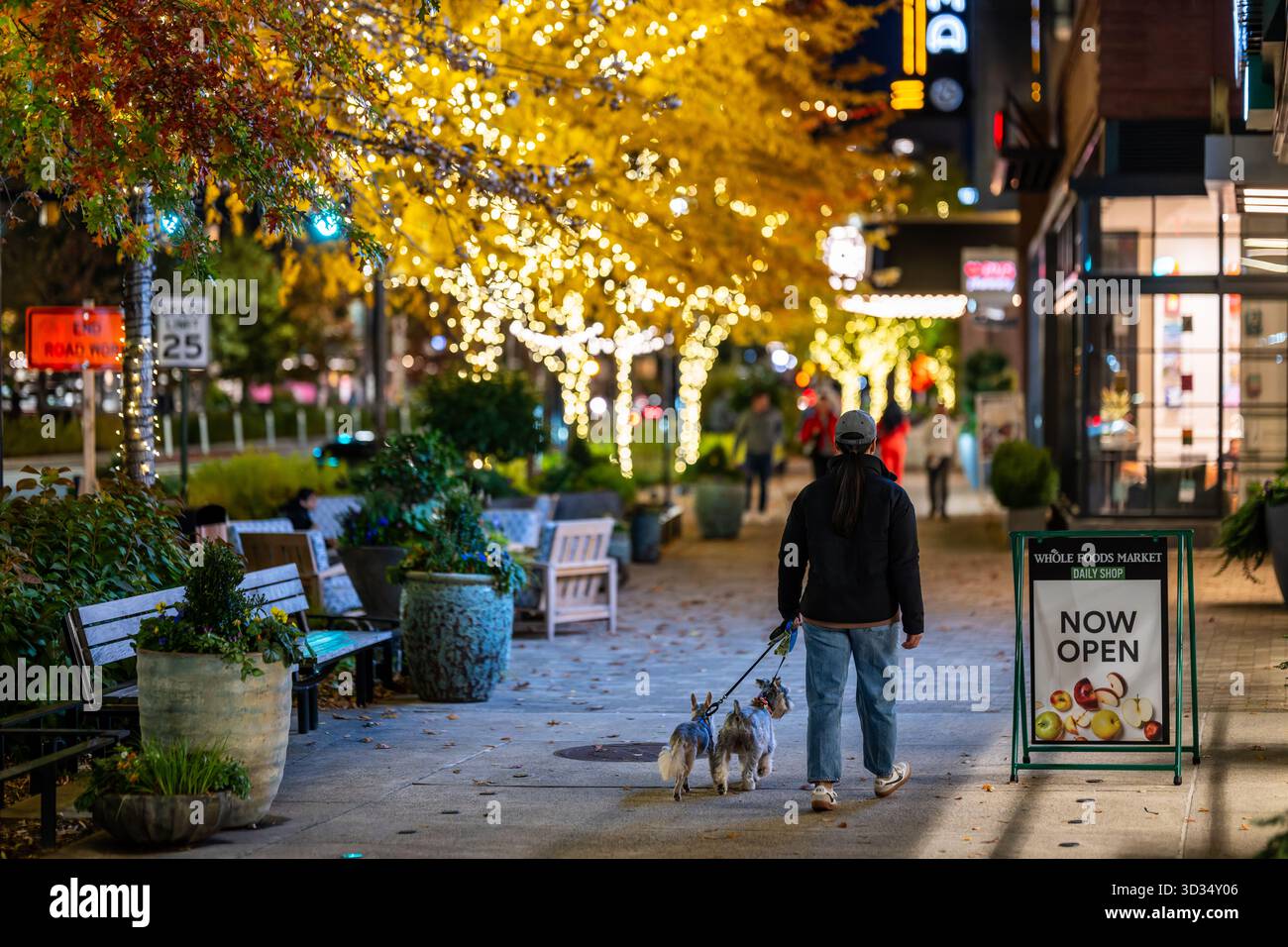 Femme promène les chiens devant le panneau du marché Whole Foods Crystal City Arlington Virginie // ARLINGTON, VIRGINIE — Une femme promène deux chiens en laisse devant un panneau du marché Whole Foods à Crystal City. Le panneau, bien visible sur le trottoir, annonce « MAINTENANT OUVERT » et « MAGASIN QUOTIDIEN ». Cette scène urbaine à Arlington, en Virginie, présente des arbres ornés de jeux de lumières, créant une ambiance lumineuse en soirée. Crystal City est un quartier animé connu pour ses développements à usage mixte et ses rues piétonnes. Le comté d'Arlington, situé dans le nord de la Virginie, est un élément clé de la métropole de Washington D.C. Banque D'Images