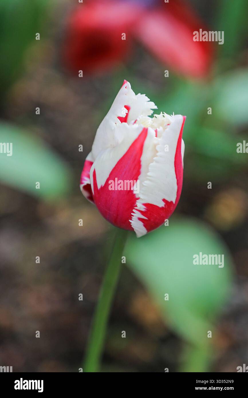 La tête de fleur d'une fleur de tulipe (Baltique flamboyante), Angleterre, Royaume-Uni Banque D'Images