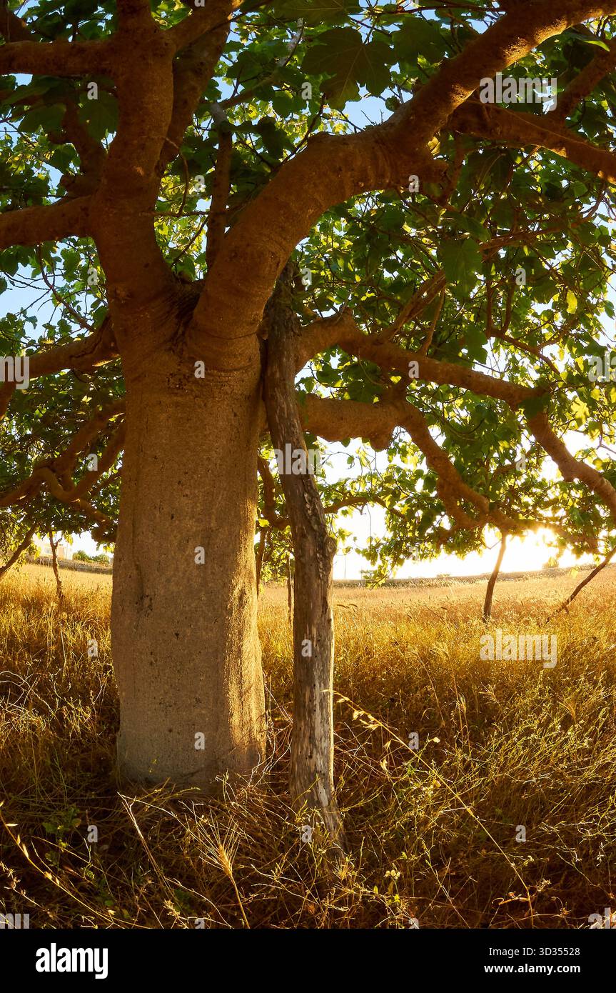 Figuier commun (Ficus carica) dans une culture de blé en plein champ de manière traditionnelle en utilisant des piquets de bois appelés « estalons » (Formentera, Îles Baléares, Espagne) Banque D'Images