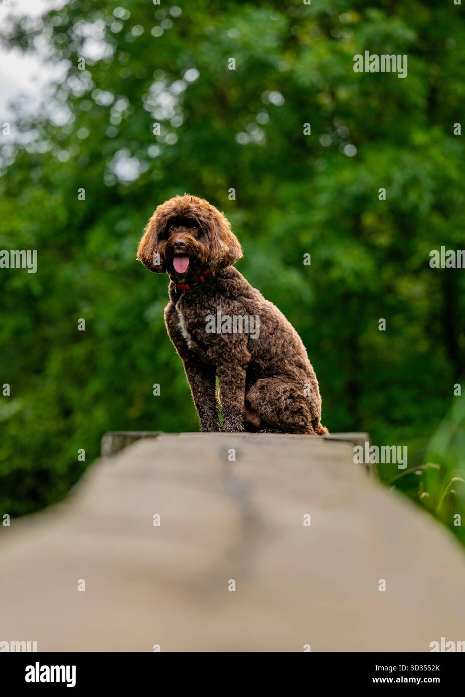 Bon garçon. Chien croisé caniche brun assis sur une structure en bois Banque D'Images