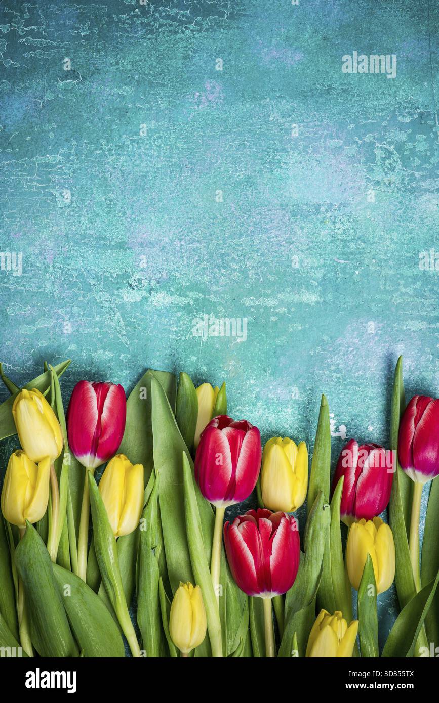 Tulipes fraîches carte de fête des femmes maquette Banque D'Images