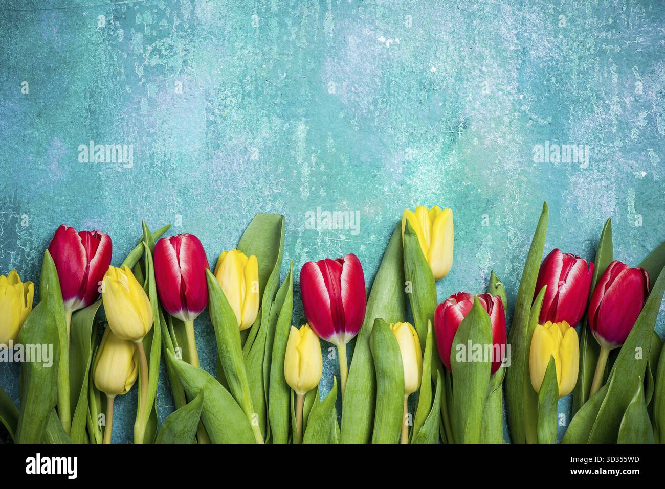 Carte de fête des mères ou de fête des femmes avec tulipes Banque D'Images