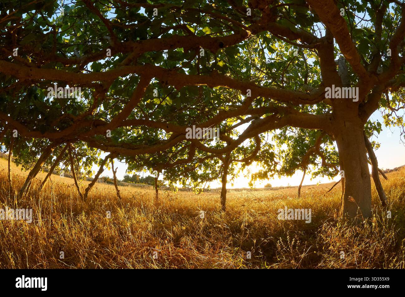 Figuier commun (Ficus carica) dans une culture de blé en plein champ de manière traditionnelle en utilisant des piquets de bois appelés « estalons » (Formentera, Îles Baléares, Espagne) Banque D'Images
