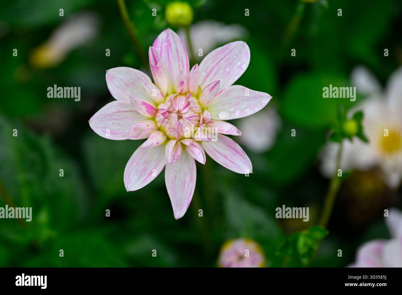 Fleur d'automne rayée rose et blanche de dahlia Bonesta jardin UK décoratif septembre Banque D'Images