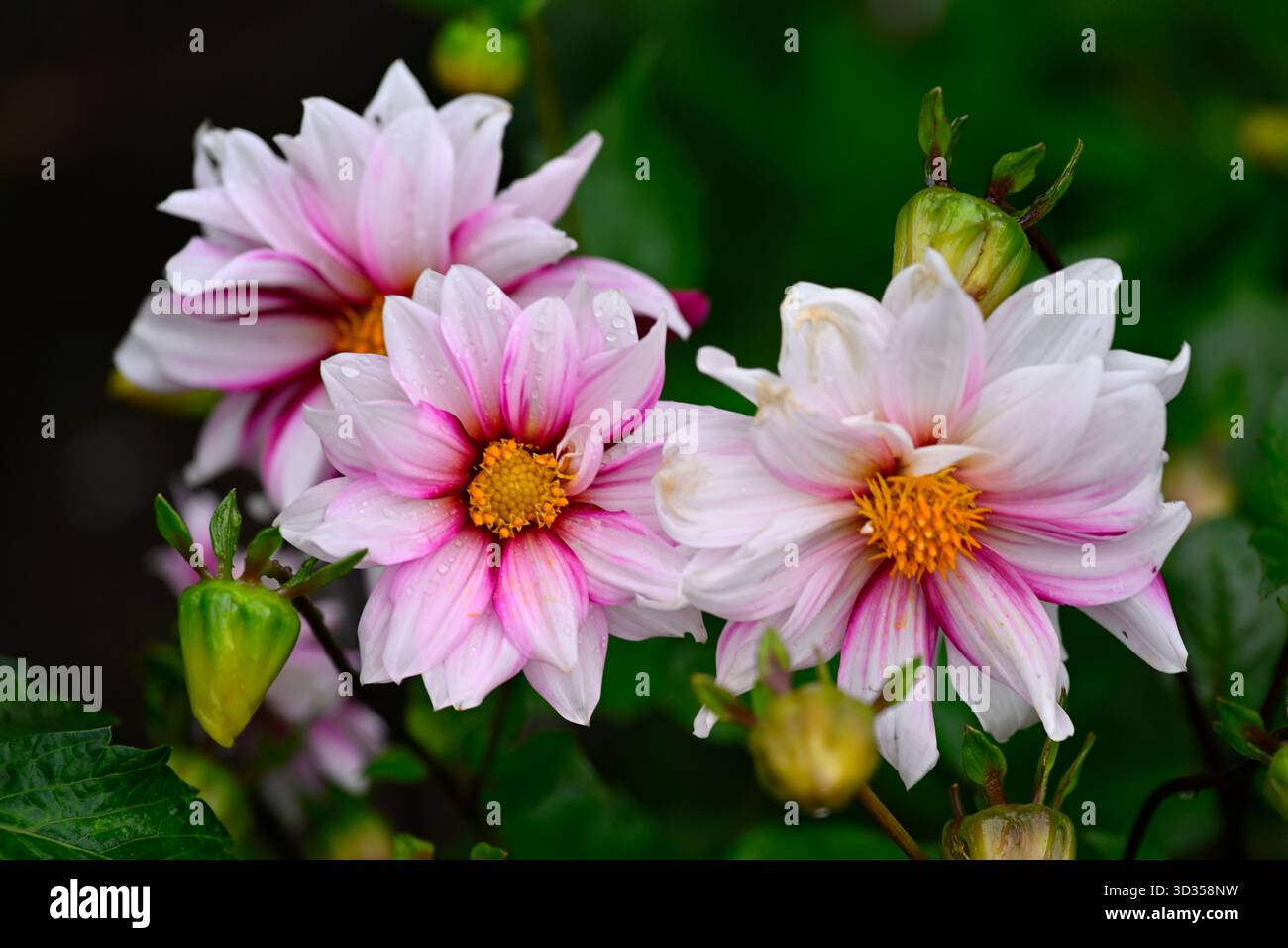 Fleurs d'automne blanc et rose vif de dahlia Edge of Joy UK jardin septembre Banque D'Images
