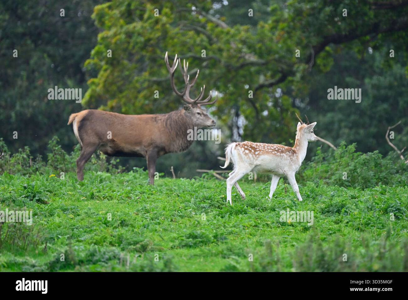 Cerf rouge mâle / cervus elaphus cerf ou hart, et jeune cerf en jachère Dama dama UK Parkland septembre Banque D'Images