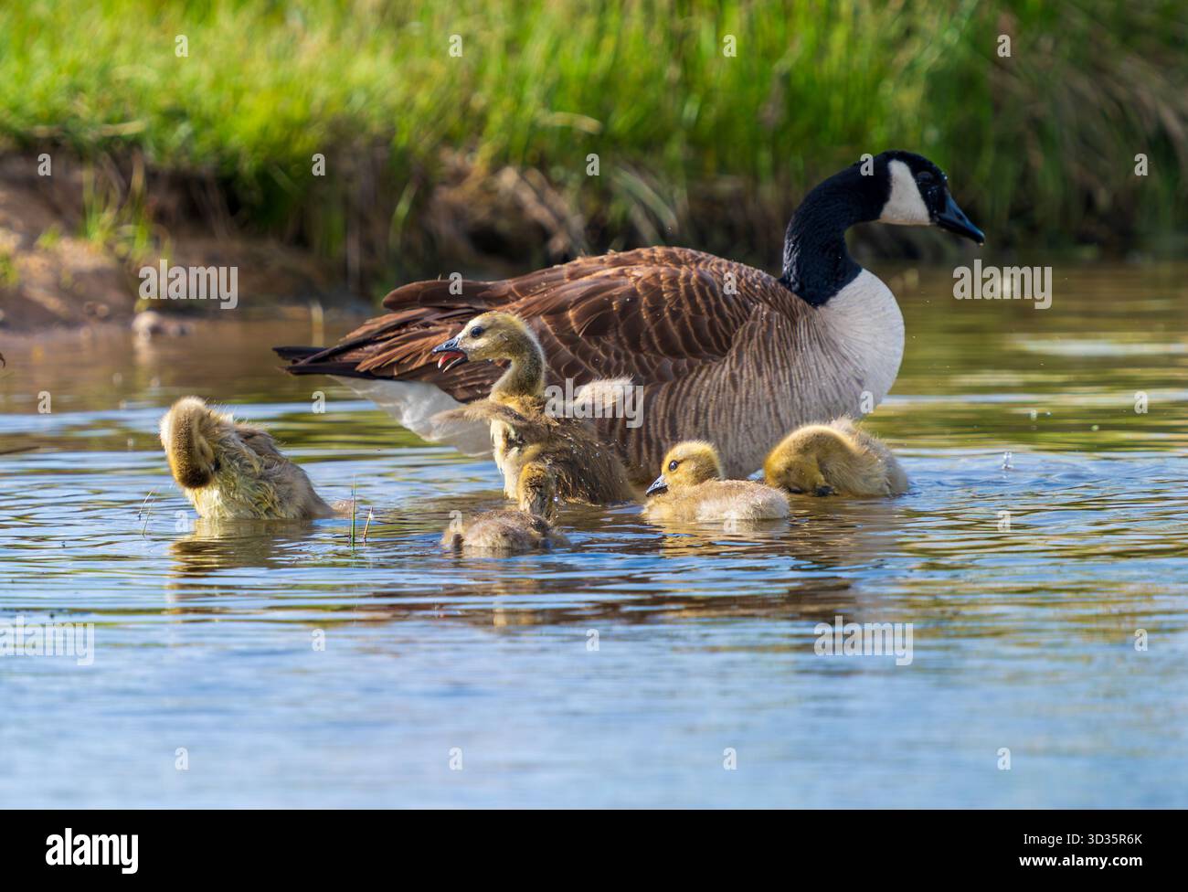 Un groupe de bébés oies se toilettant et se baignant dans les eaux peu profondes d'un lac avec leur mère à proximité. Banque D'Images