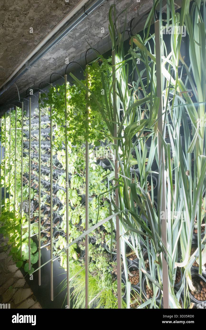 Les fermes verticales sont des bâtiments dans lesquels sont produits des légumes de très haute qualité, exempts de résidus chimiques nocifs. Banque D'Images