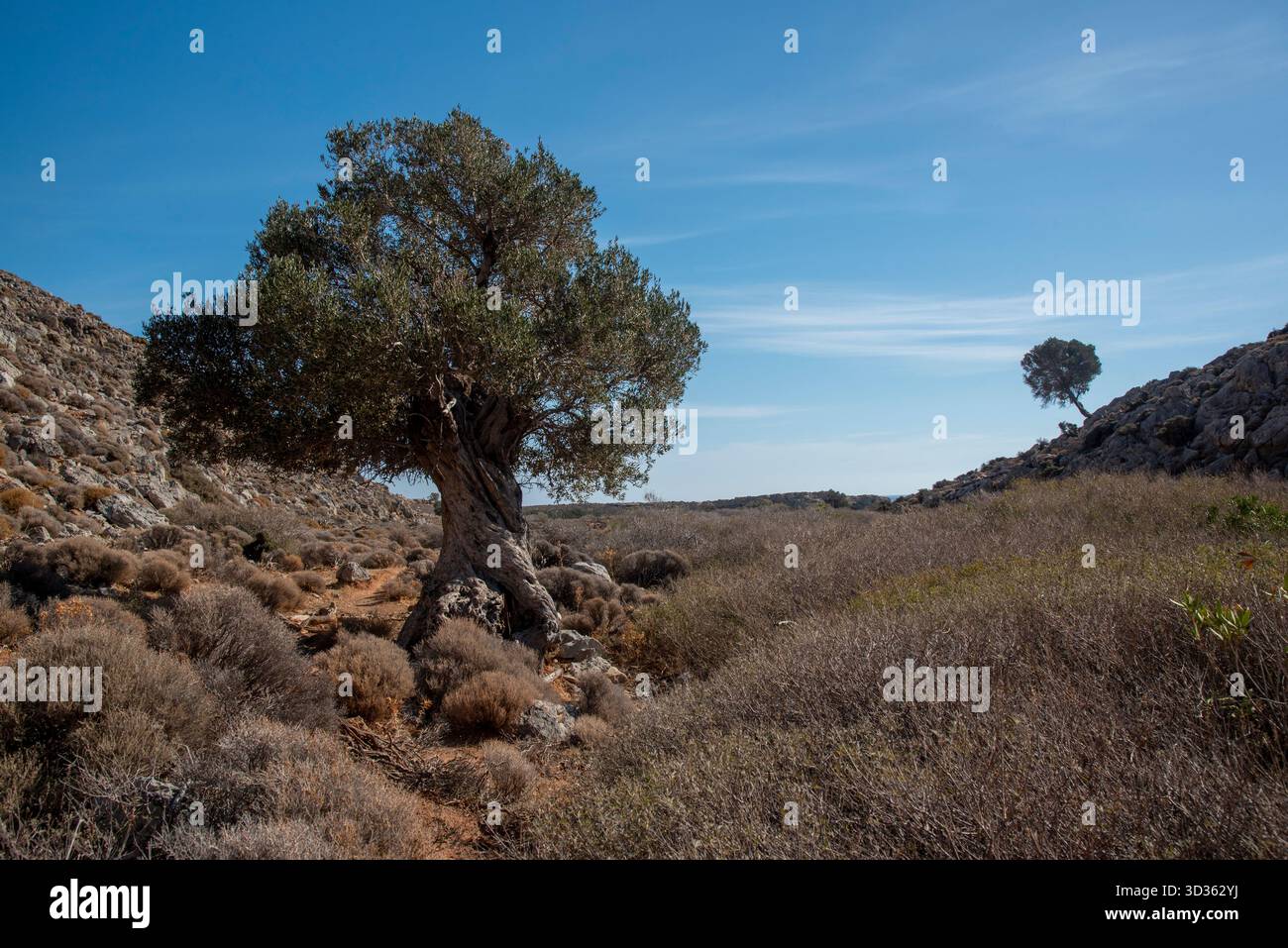 Olivier majestueux dans un paysage désertique tranquille sous le ciel bleu Banque D'Images