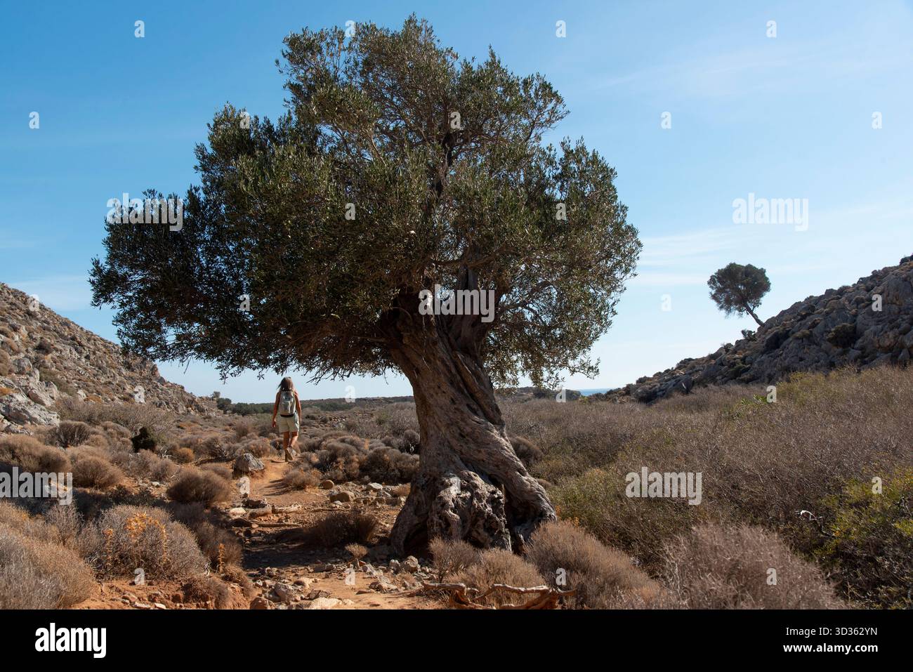 Chemin avec un marcheur solitaire à côté d'un vieil olivier dans un paysage désertique Banque D'Images