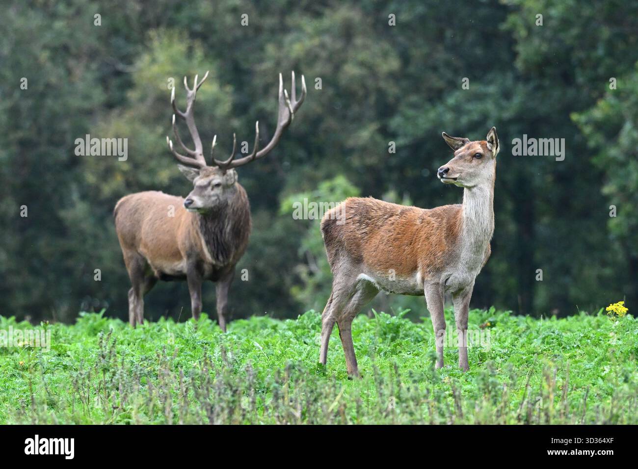 Cerf rouge mâle à sept pointes / cervus elaphus cerf ou hart, et femelle Doe ou Hind UK Parkland septembre Banque D'Images