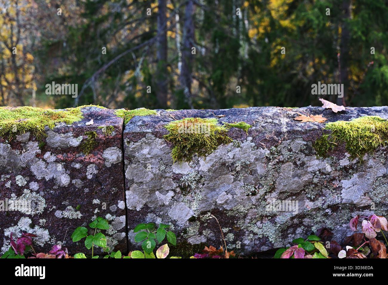Une photographie détaillée en gros plan d'un mur de pierre recouvert de mousse dans un cadre forestier. Les pierres sont altérées et partiellement recouvertes de taches de vert Banque D'Images