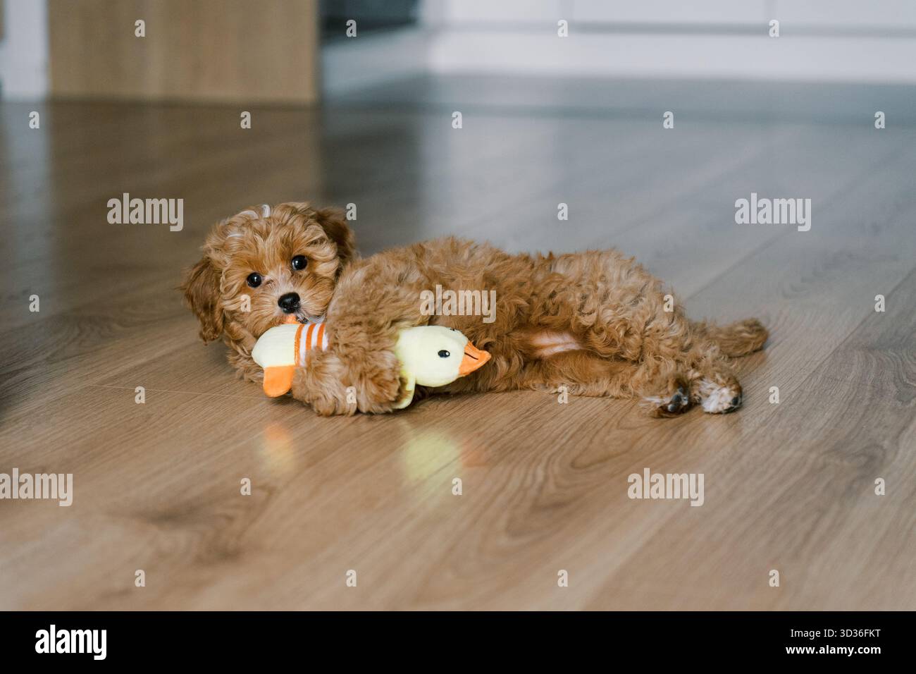 Mignon chiot Maltipoo couché sur le sol, mâchant ludique un jouet en peluche. Le petit chien moelleux a une fourrure bouclée d'abricot et de grands yeux expressifs. Banque D'Images