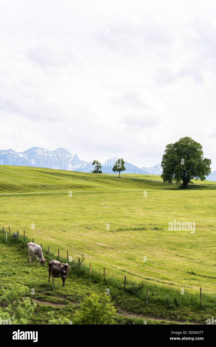 Une seule vache se tient sur une colline herbeuse en pente sous un ciel nuageux d'été. Banque D'Images