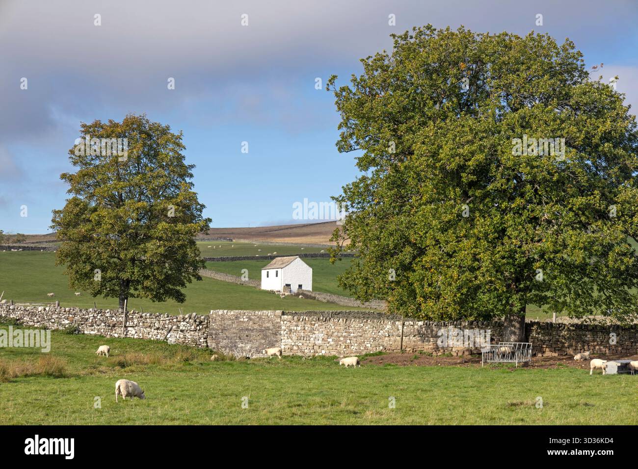 Bâtiments agricoles blanchis à la chaux dans le paysage de Teesdale, comté de Durham, Angleterre, Royaume-Uni Banque D'Images