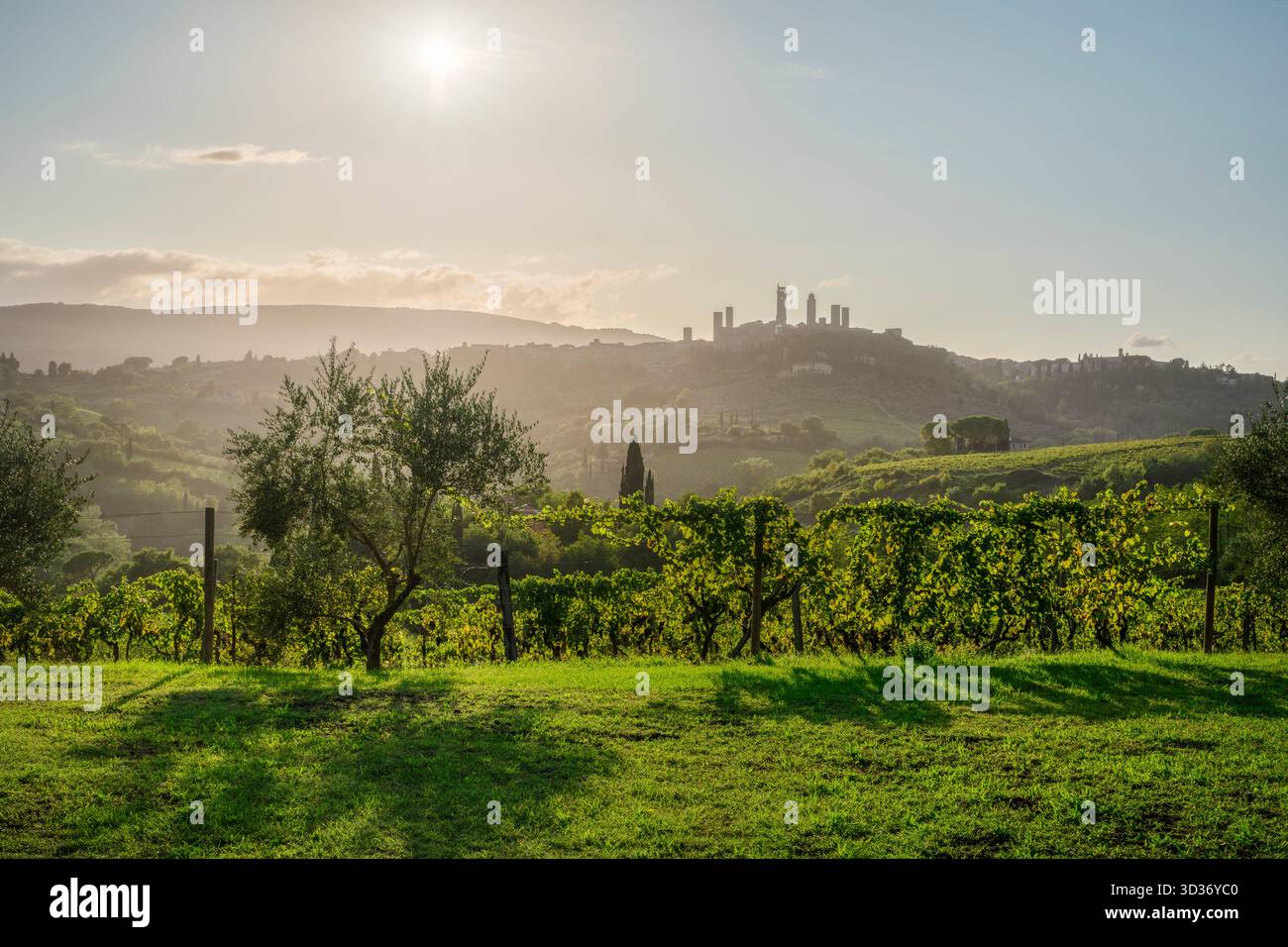 Vue sur la colline médiévale de San Gimignano, avec ses célèbres tours, encadrées par des vignes ensoleillées et des oliviers au premier plan. Toscane, Italie Banque D'Images