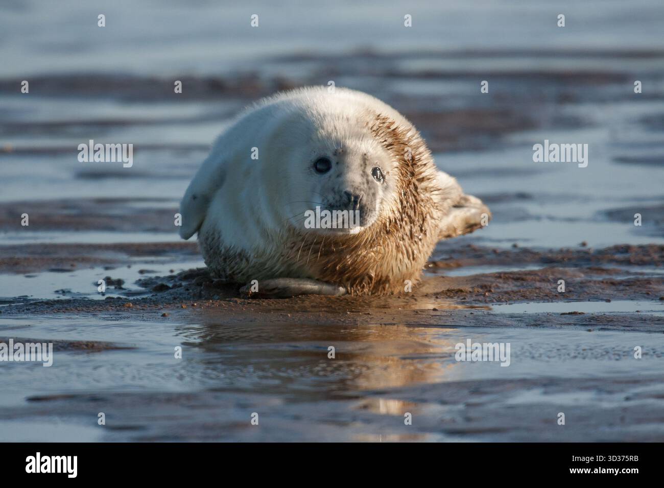 jeune phoque avec manteau blanc à la plage Banque D'Images