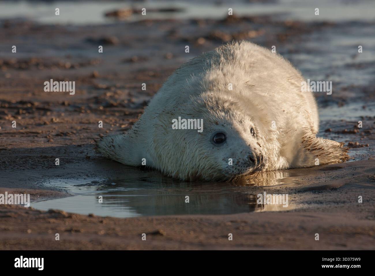 jeune phoque avec manteau blanc à la plage Banque D'Images