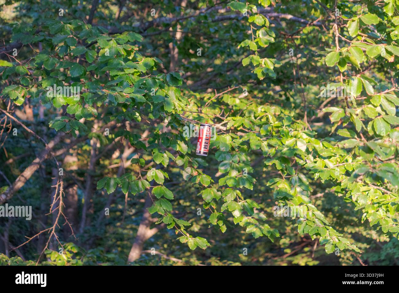 La boisson énergétique Hell peut être placée sur une branche d'arbre en Bosnie - contraste ironique entre la marque et la nature. Banque D'Images