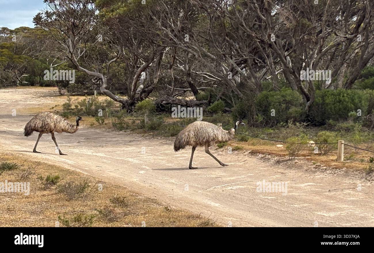 Emeus Crossing Track, Lincoln National Park, Port Lincoln, Eyre Peninsula, Australie méridionale - Image de stock capturée avec un smartphone