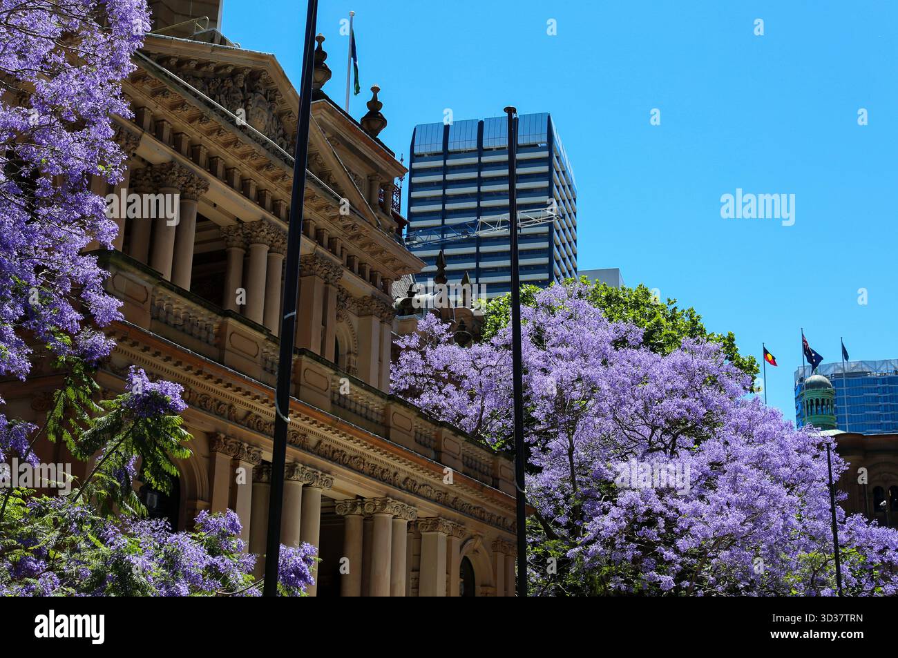 Sydney. 5 novembre 2025. Cette photo prise le 5 novembre 2025 montre une jacaranda en fleurs devant la mairie de Sydney, en Australie. Crédit : ma Ping/Xinhua/Alamy Live News Banque D'Images