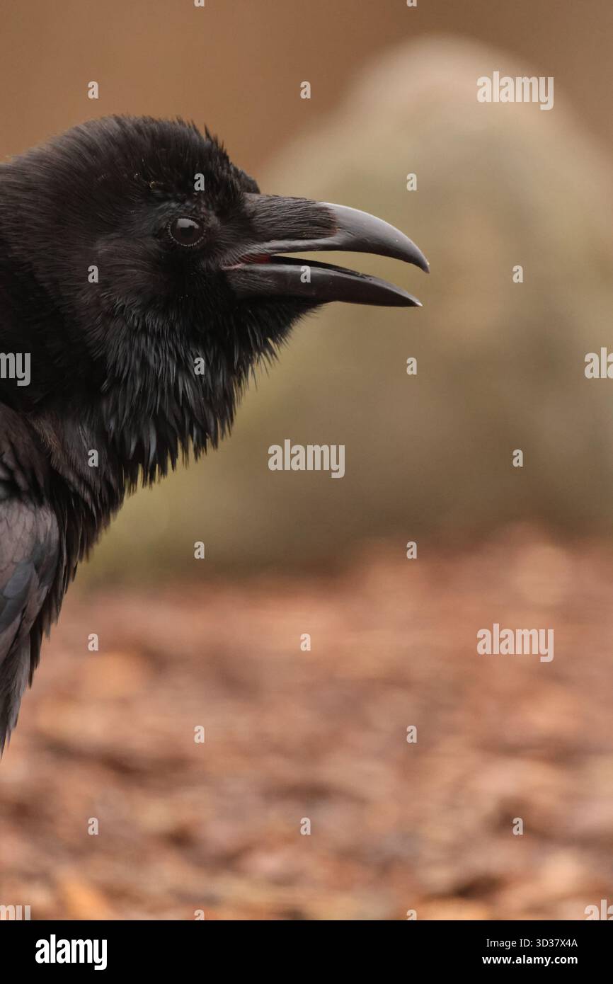 Corbeau Banque D'Images