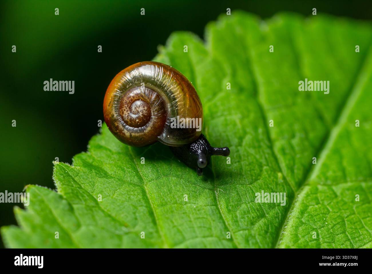Petit gastéropode à la coquille spiralée brune translucide explorant une feuille verte dans son habitat naturel. Banque D'Images