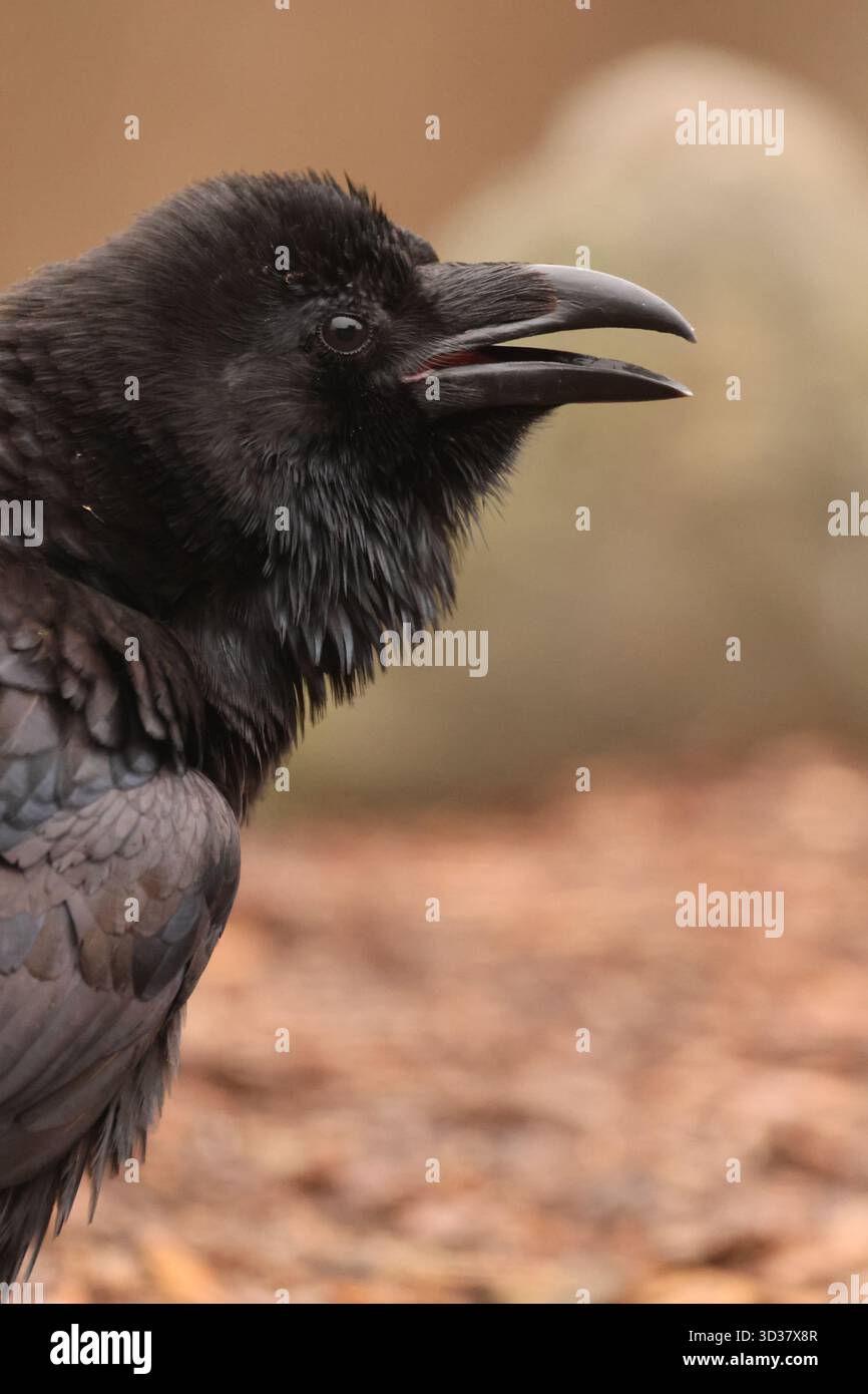 Corbeau Banque D'Images