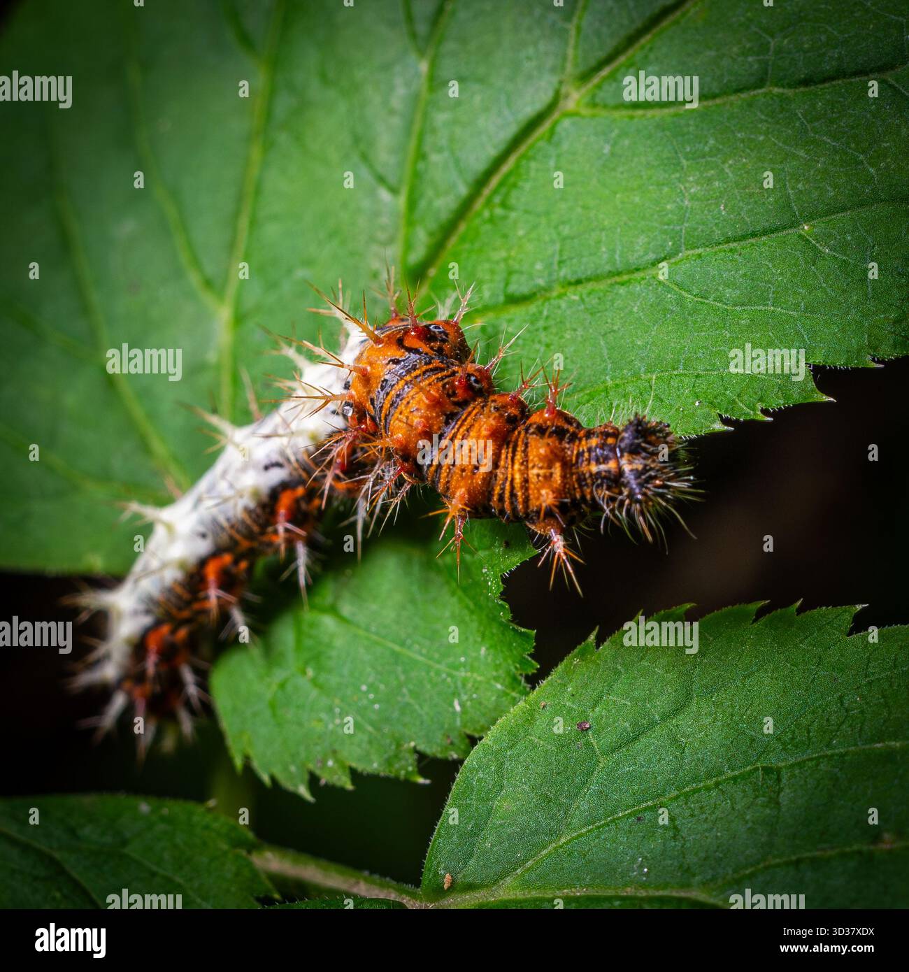 Une chenille papillon virgule s'accroche à une feuille verte luxuriante affichant ses rayures orange et noires frappantes tout en étant entourée d'un riche feuillage serein env Banque D'Images